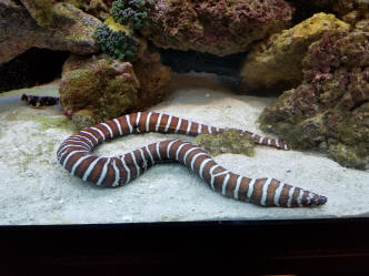 Zebra hotsell eel care